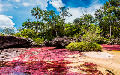 EXPERIENCIA DE COLORES – CAÑO CRISTALES